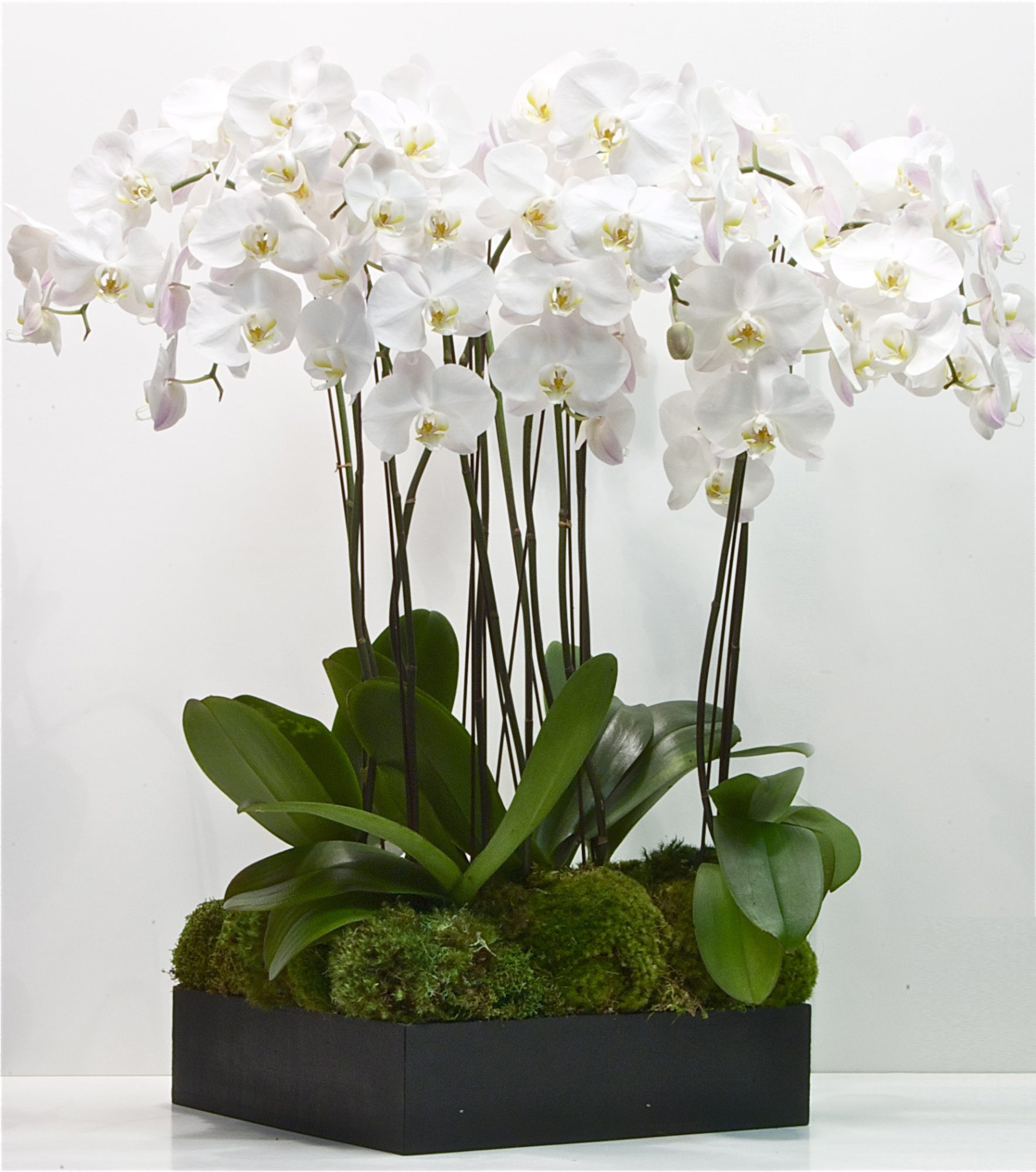 Plants arrangements — hand-composed in the Huntington Beach atelier